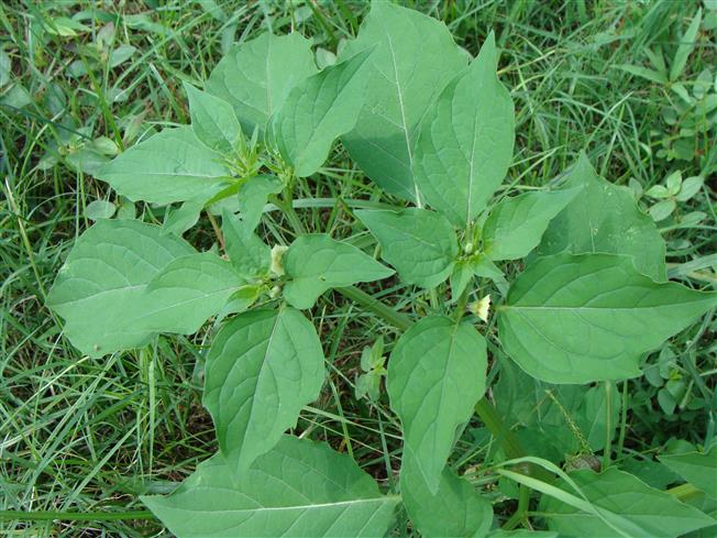 Physalis angulata